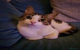 British Shorthair cats for sale: George the FREE cat.  - Image 1