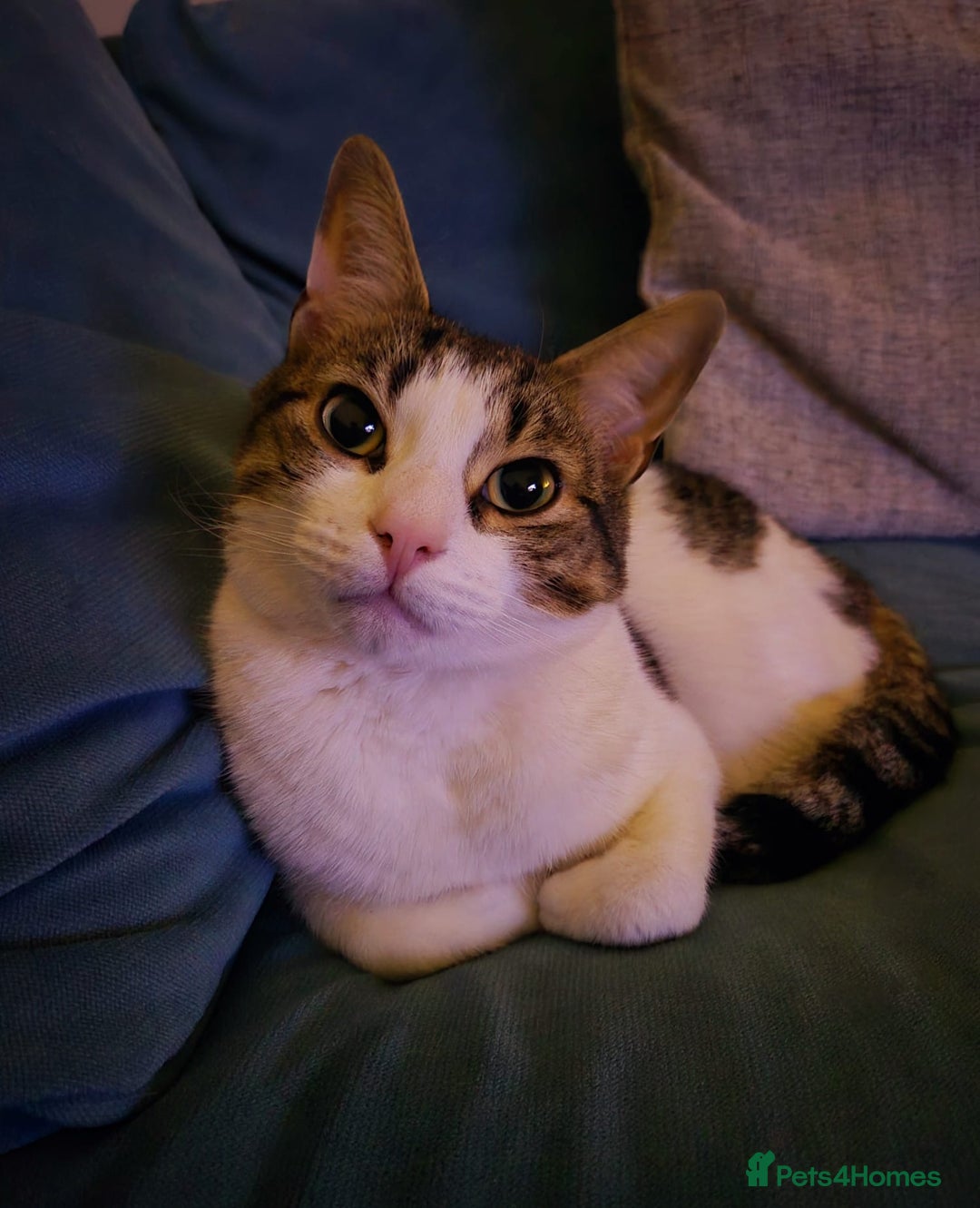 British Shorthair cats for sale: George the FREE cat.  - Image 1
