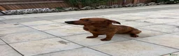 Mixed Breed dogs for sale: Luna. The beautiful German Shepherd Mix in Croydon - Advert 4