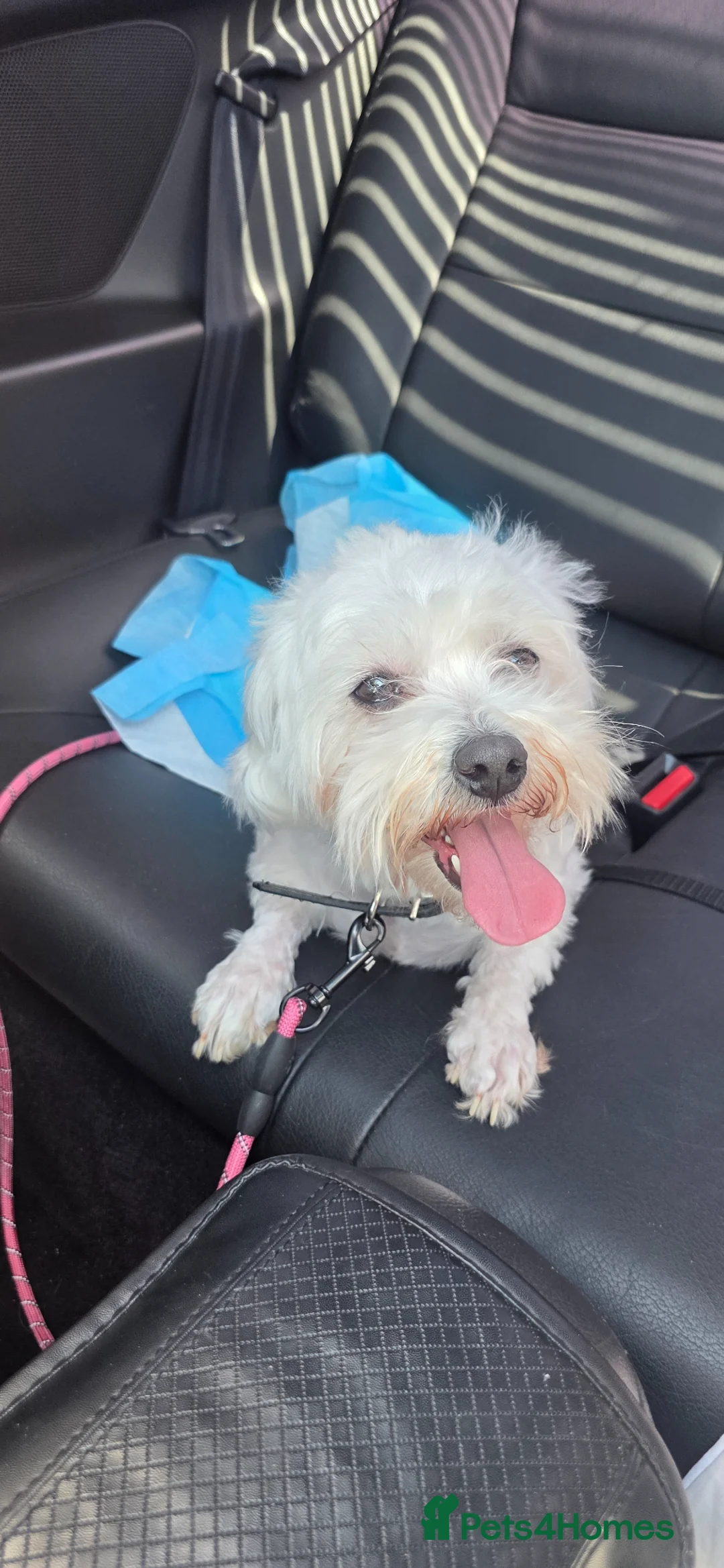 Maltese dogs for sale: Maltese  in Barking - Advert 2