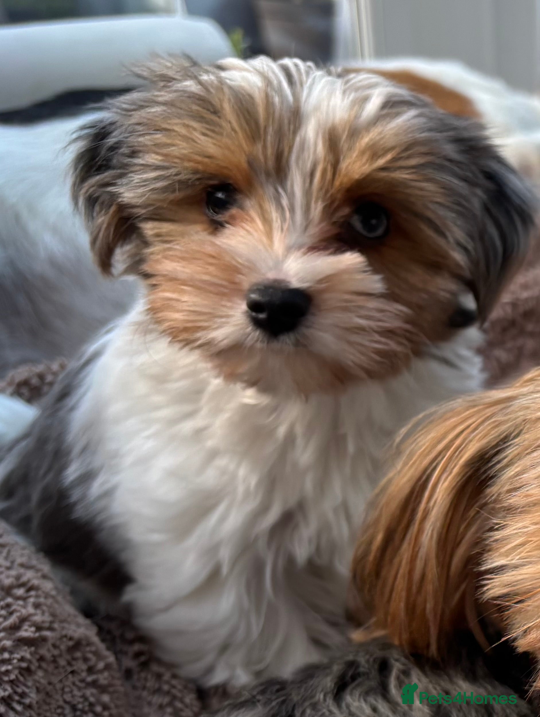 Biewer Terrier dogs 2 Biewer Terrier Puppies for sale in Cheshire  - Advert 1