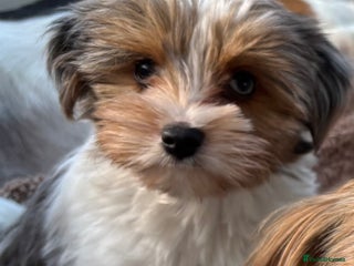 Biewer Terrier dogs 2 Biewer Terrier Puppies for sale in Cheshire - Advert 1