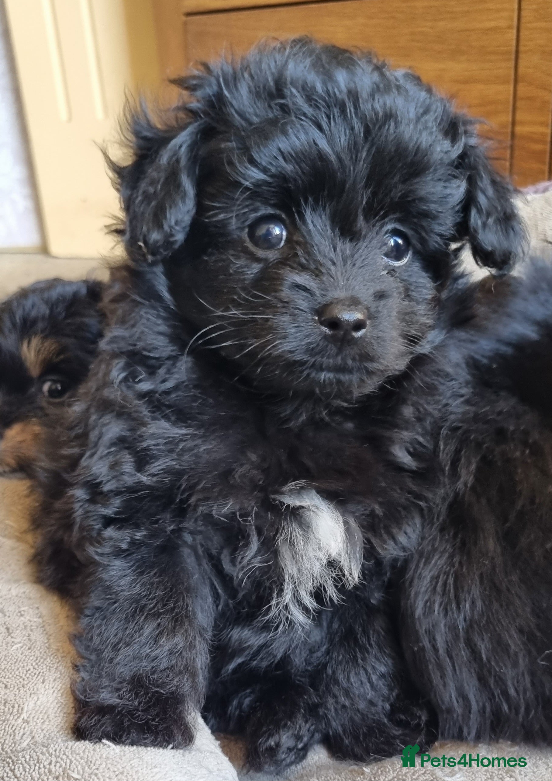 Mixed Breed dogs Pomchipoo girls - Advert 4