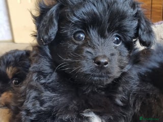 Mixed Breed dogs Pomchipoo girls - Advert 4