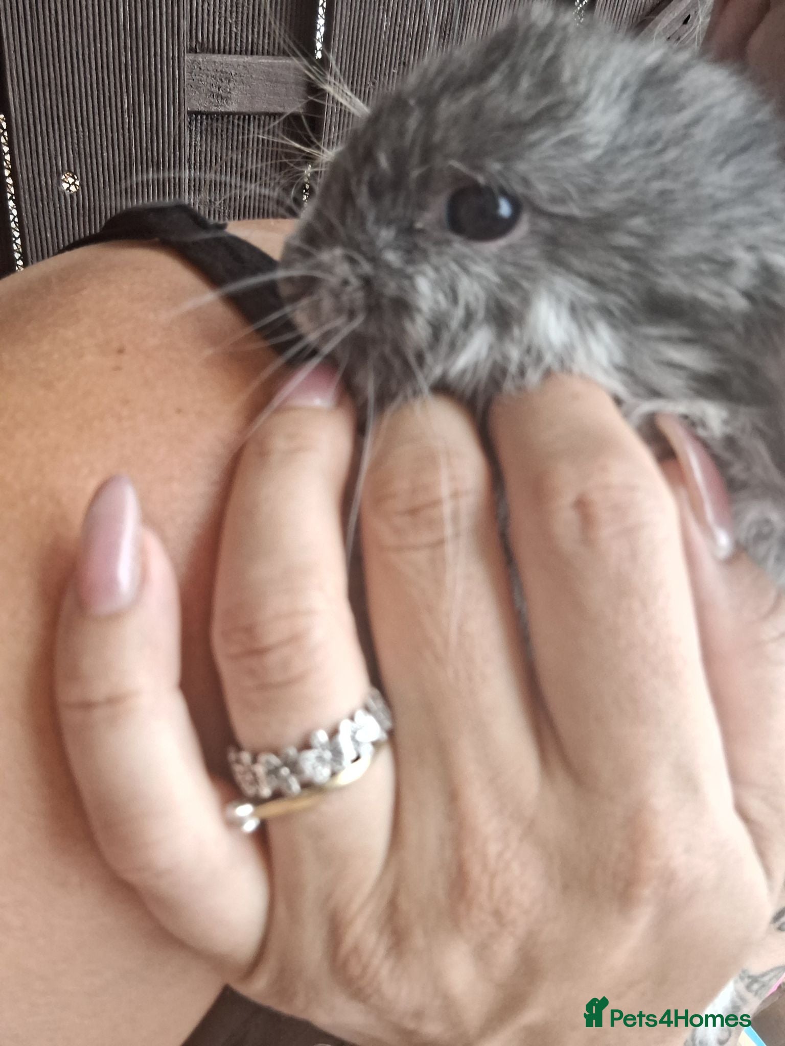 Mini Lop rabbits Mini lop babies  - Advert 2