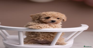 Poochon dogs - Advert 3