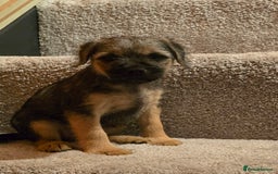 Border Terrier dogs for sale: Amazing female available  - Image 2