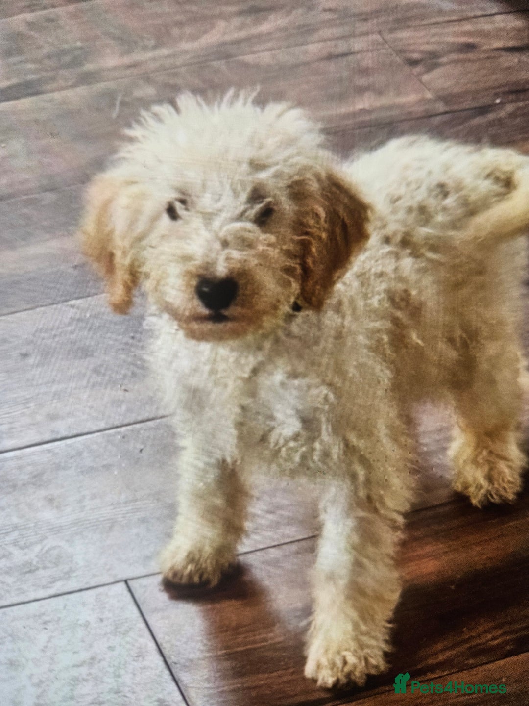 Cockapoo dogs for sale: Cockapoo - Advert 2