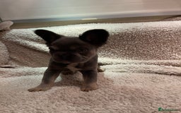 French Bulldog dogs for sale: Beautiful Fluffy Frenchie Pups - Advert 18