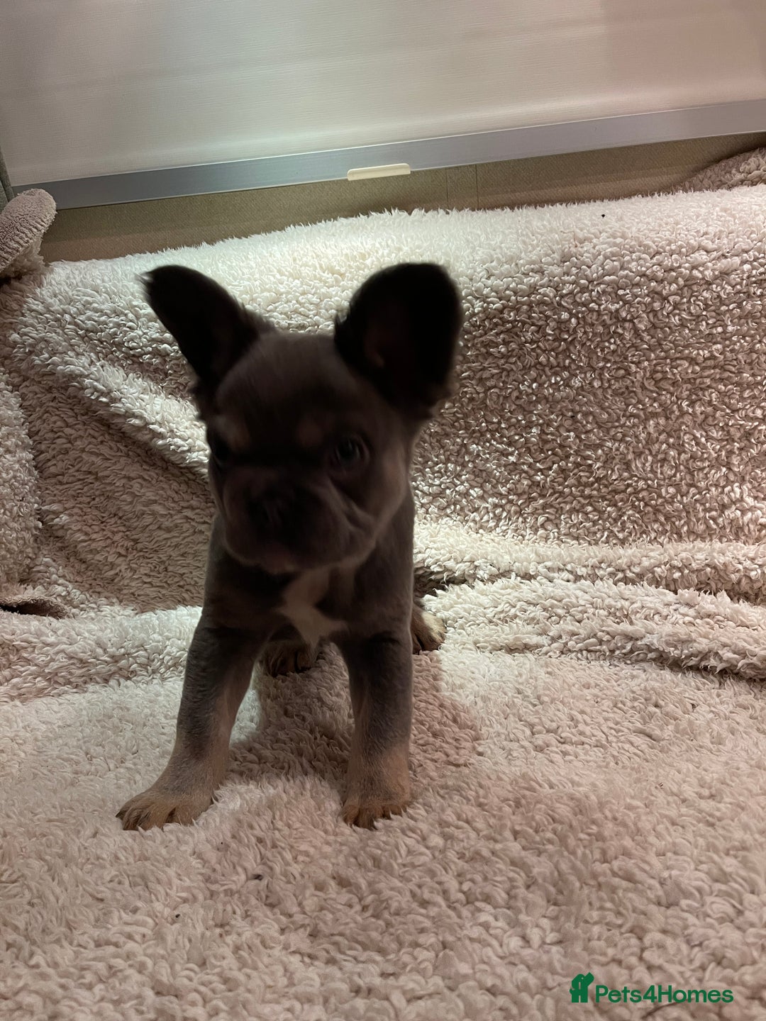 French Bulldog dogs for sale: Beautiful Fluffy Frenchie Pups - Advert 18