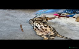 Ragdoll cats for sale: Bengal and Ragdoll - Image 4