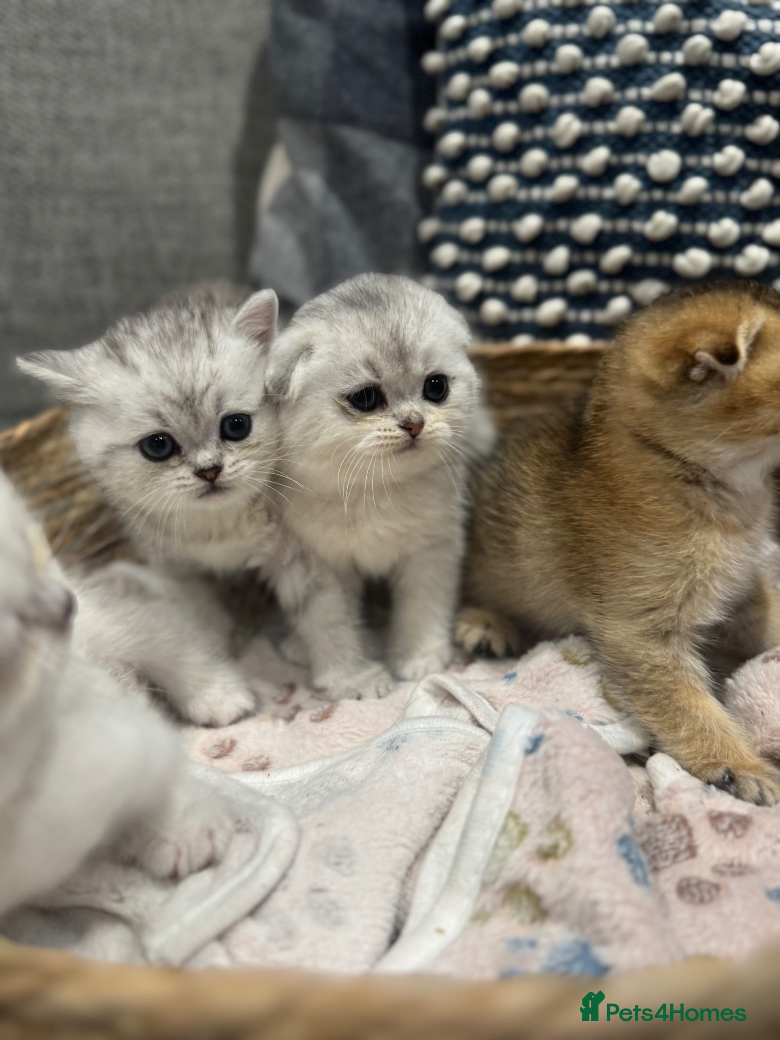 Scottish Fold cats Scottish fold - Chinchilla & Blue Point - Advert 5