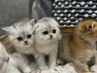 Scottish Fold cats Scottish fold - Chinchilla & Blue Point - Advert 5