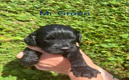 Cockapoo dogs for sale: Gorgeous cockapoo puppies!  - Image 2