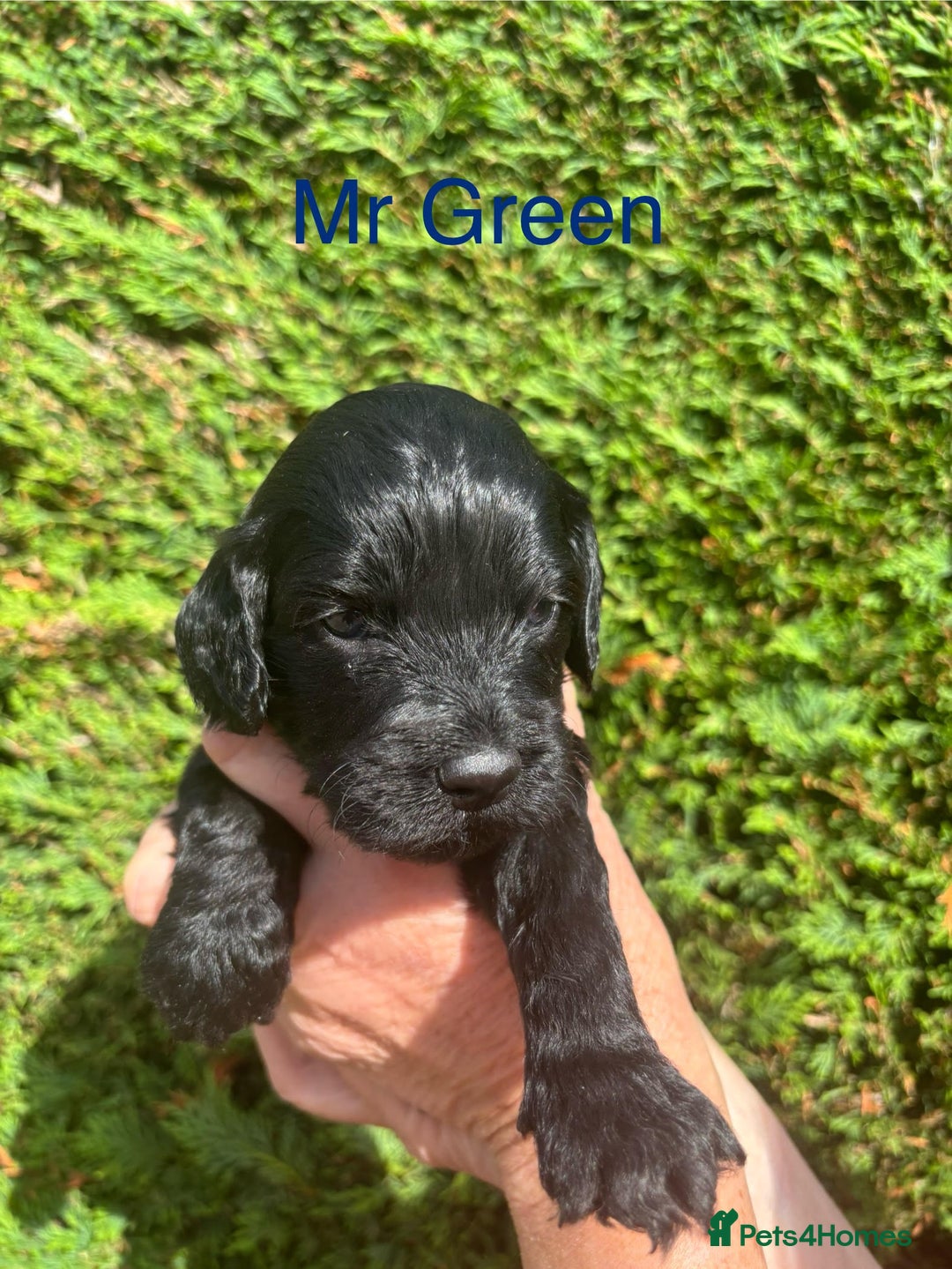 Cockapoo dogs for sale: Gorgeous cockapoo puppies!  - Image 2
