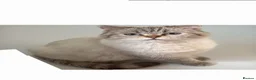 Scottish Fold cats for sale: Playful and Energetic kittens  - Advert 5