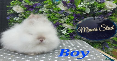Lionhead rabbits in Gloucester - Advert 12