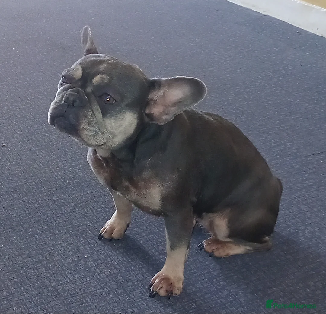French Bulldog dogs for sale: 3yr old french bulldog  - Advert 2