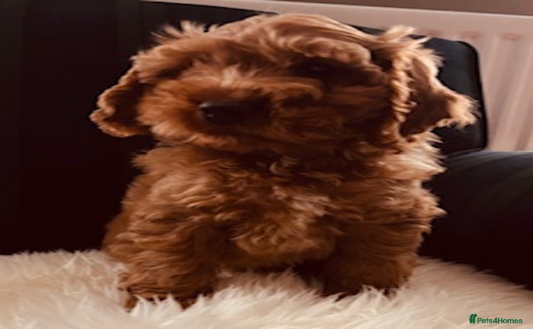 Cockapoo dogs - Advert 1