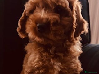 Cockapoo dogs - Advert 8