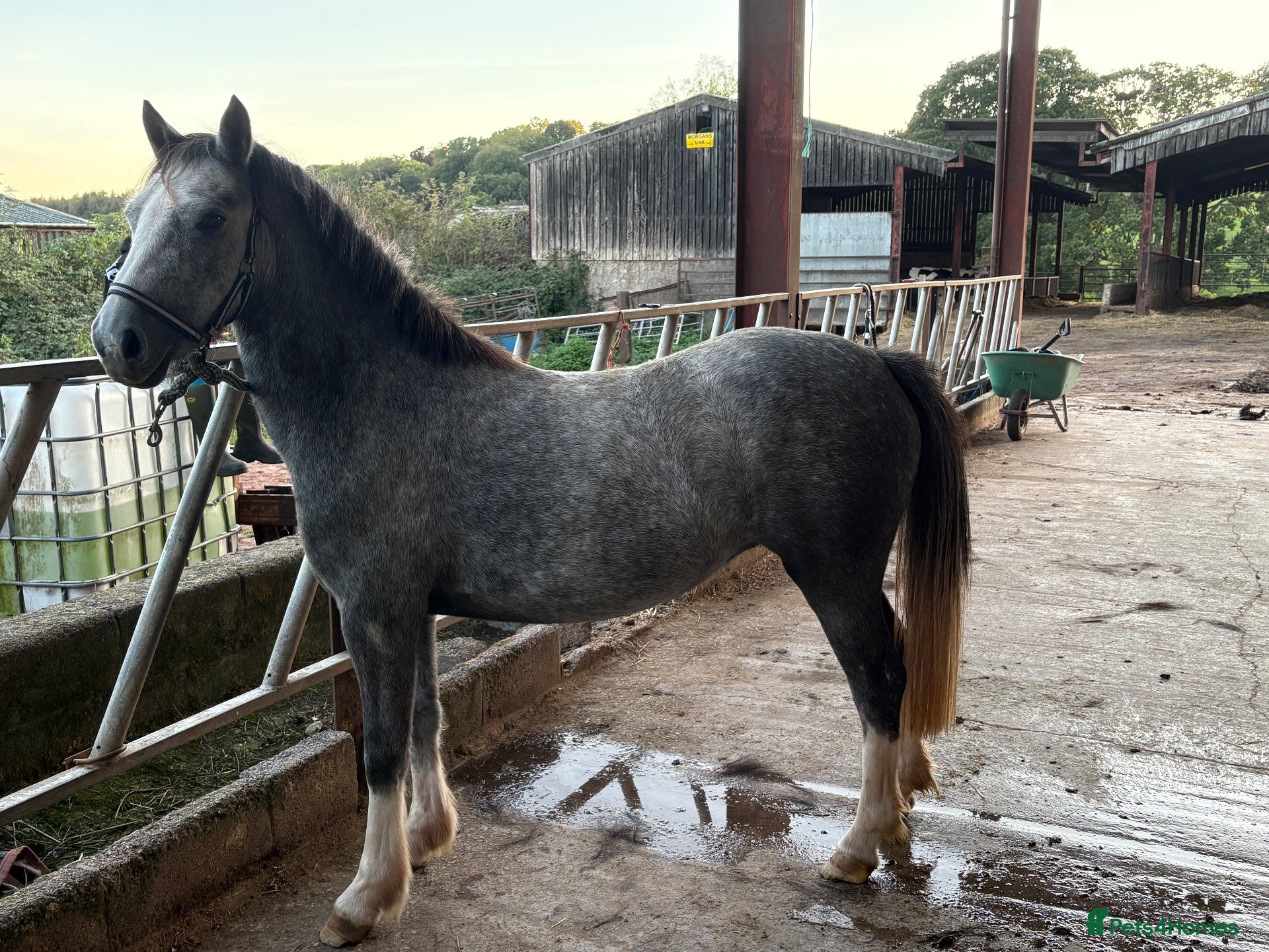 Welsh Section A horses for sale: Rosie 🌹 - Advert 2