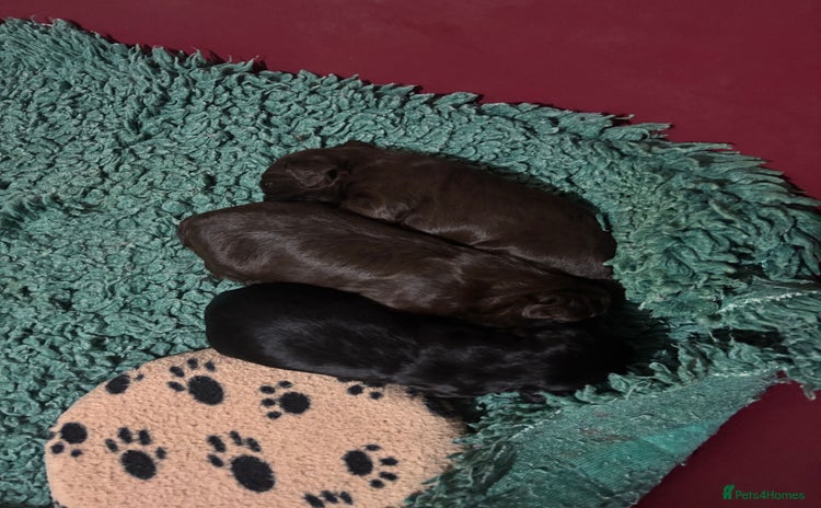 Cocker Spaniel dogs - Advert 1