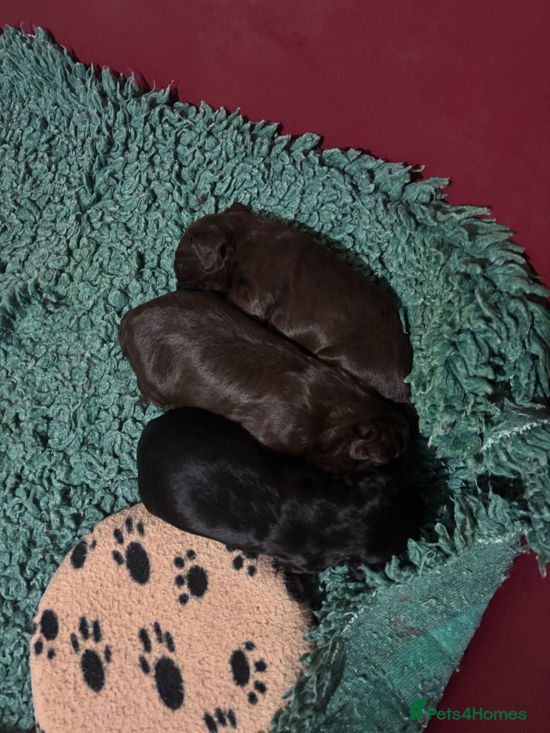 Cocker Spaniel dogs for sale: Working Cocker Spaniel  - Image 1