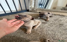 Mixed Breed dogs for sale: Frenchie x Staffy puppies  - Image 6