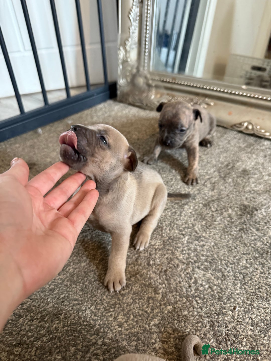 Mixed Breed dogs for sale: Frenchie x Staffy puppies  - Image 6