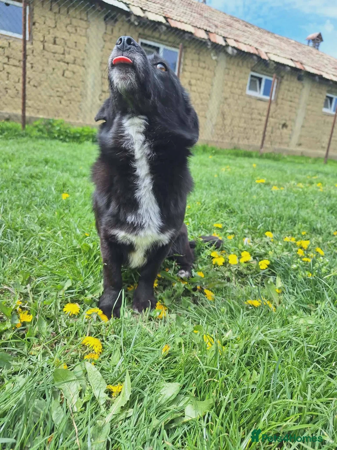 Mixed Breed dogs for adoption: Queen for adoption in Leighton Buzzard - Advert 11