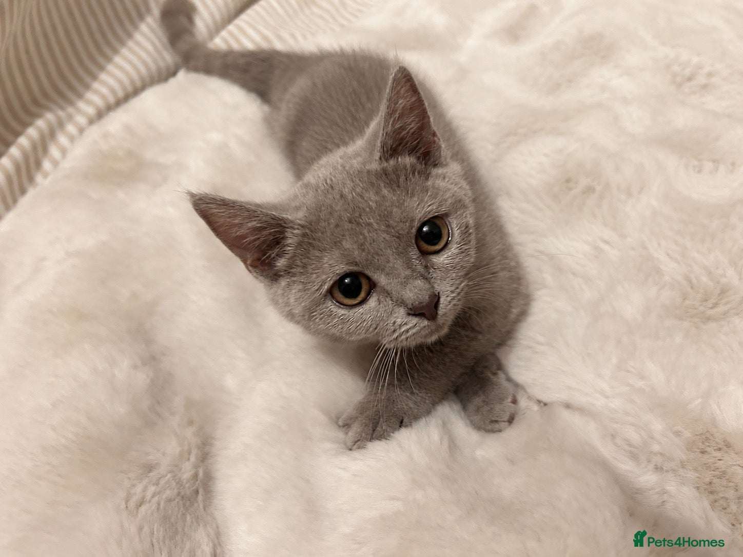 British Shorthair cats Beautiful British short hair x Russian blue  - Advert 1