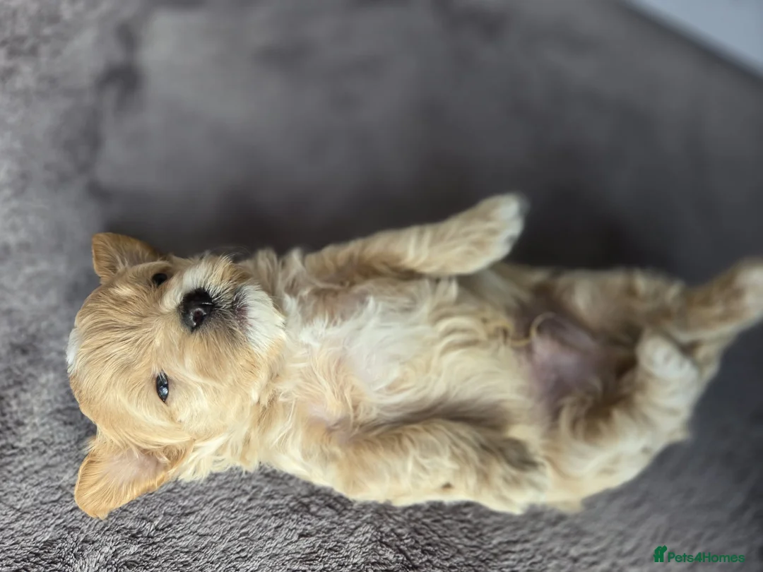 Maltipoo dogs for sale: F1🎀Maltipoo 🎀Luxury rare🎀 KC parents - Advert 4