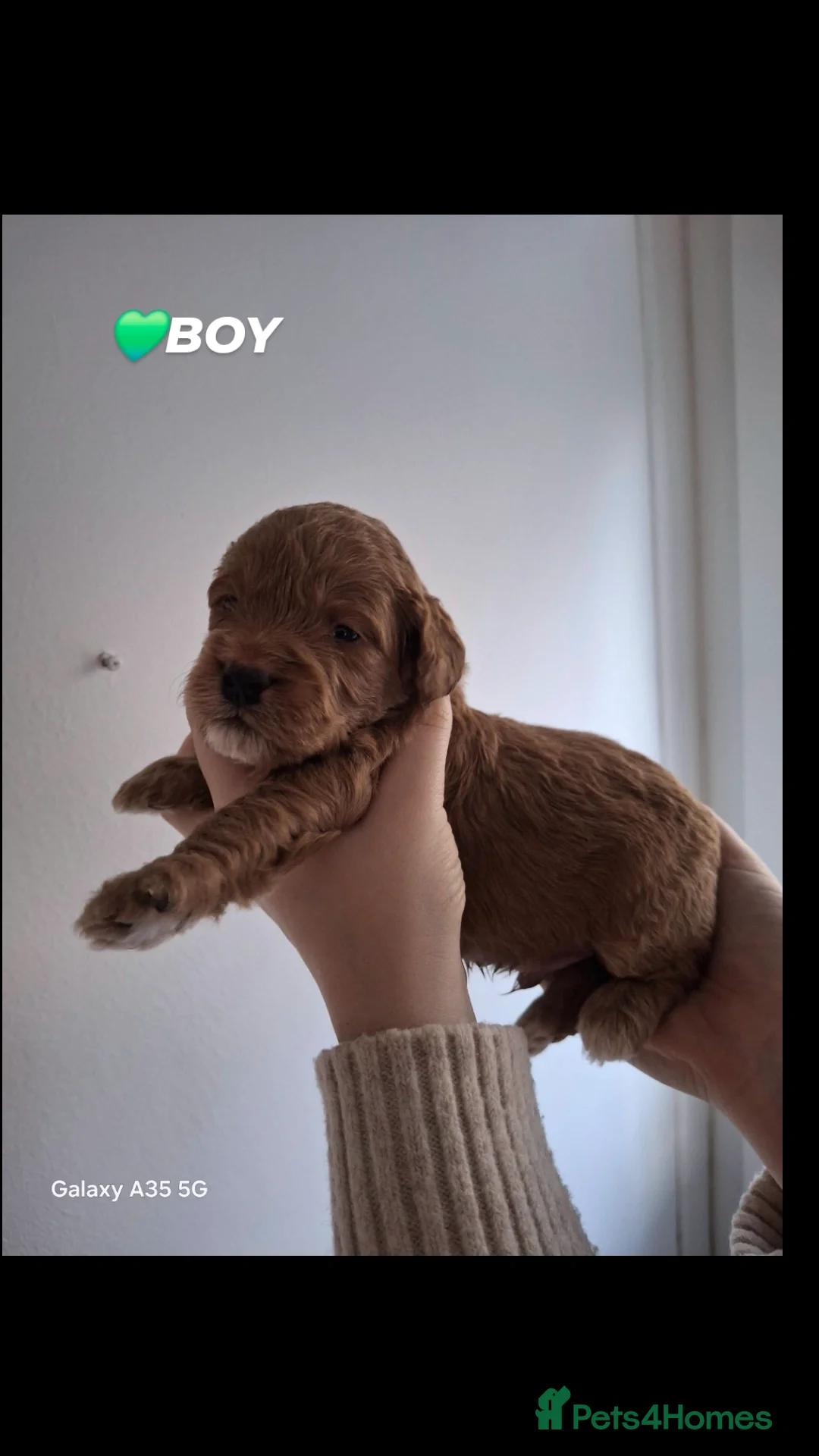 Cockapoo dogs for sale: Last boy remaining. F1B red cockapoo puppies - Advert 32