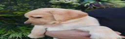 Labrador Retriever dogs for sale: 🐾 Labrador Puppies for Sale 🐾 in Folkestone - Advert 12