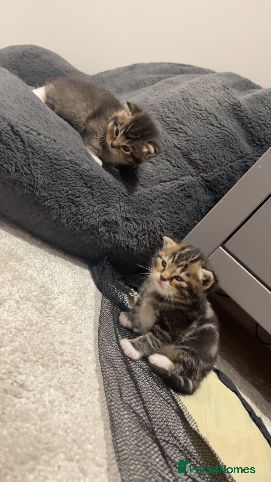 British Shorthair cats for sale: 5 beautiful British shorthair kittens - Image 19
