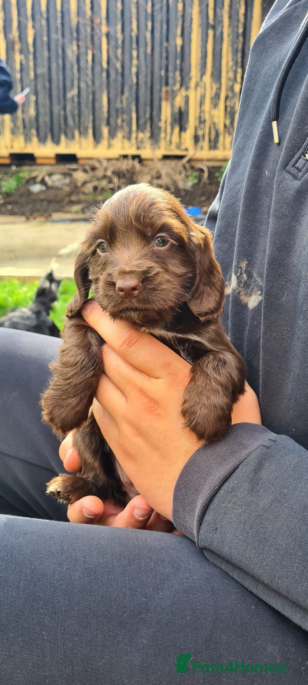 Cocker Spaniel dogs for sale: Show cocker spaniels  - Image 15