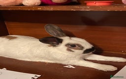 English rabbits for sale: Rabbit for adoption!!  - Image 1
