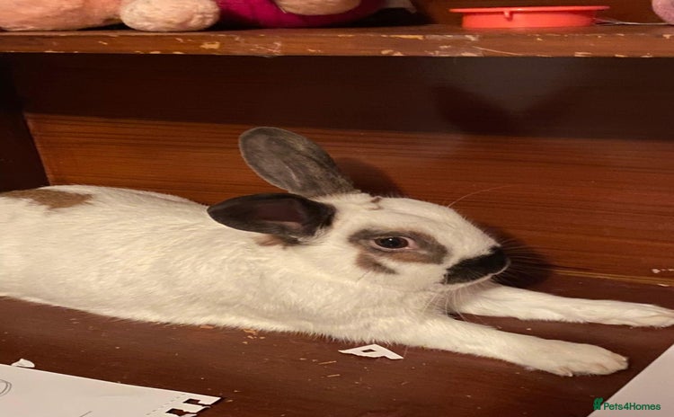 English rabbits - Advert 1