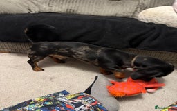 Miniature Dachshund dogs for sale: 9 month old Miniture dachshund  - Advert 2