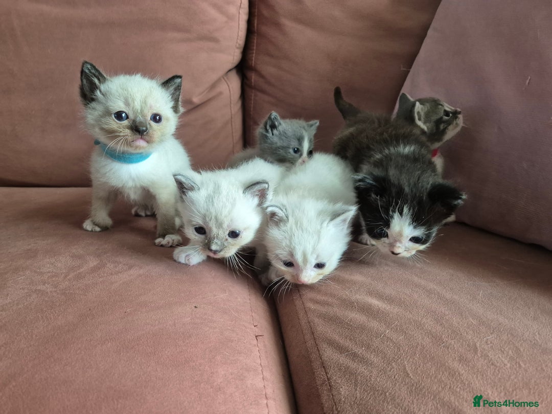 Ragdoll cats for sale: Ragdoll Kittens Gateshead - Image 20