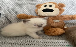 Ragdoll cats for sale: GCCF Ragdoll Kittens - Image 25