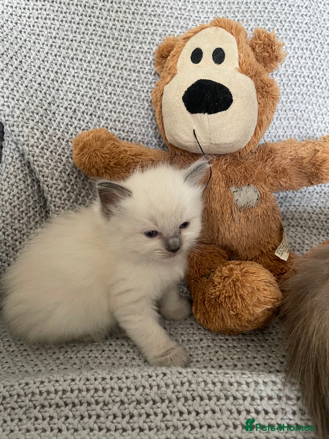 Ragdoll cats for sale: GCCF Ragdoll Kittens - Image 25