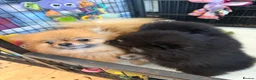 Pomeranian dogs for sale: Pomeranian puppies  - Advert 2