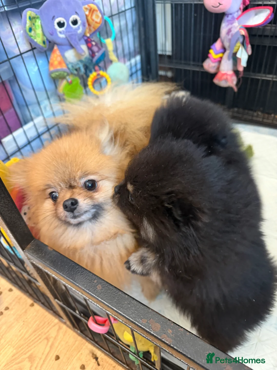 Pomeranian dogs for sale: Pomeranian puppies  - Advert 2