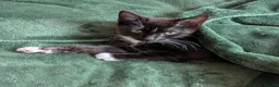 Mixed Breed cats for adoption: TOBY. - Advert 4