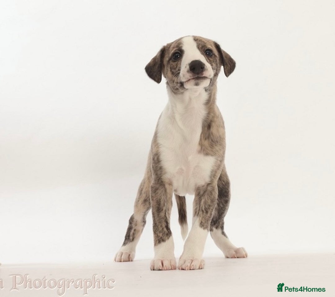 Whippet dogs for sale: Adorable kennel Club registered little Girl  - Advert 7