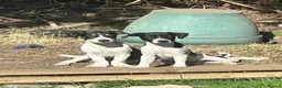 Jack Russell dogs for sale: Beautiful 5 months old Jack Russell pups. - Advert 3