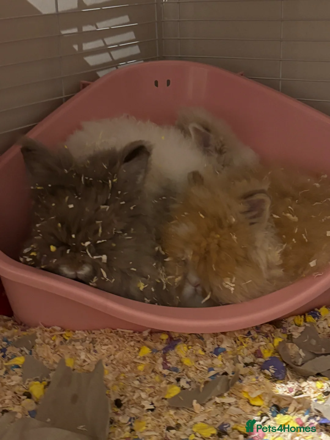 Mixed Breed rabbits for sale: 3 Teddydwarf bunnies looking for a new home.  - Advert 13
