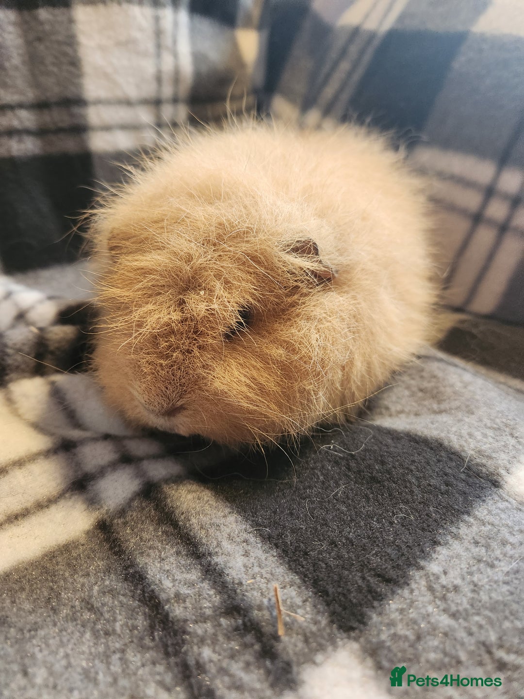 Guinea Pig rodents for sale: 2 male swiss guinea pigs - Advert 4
