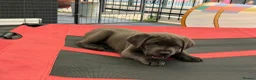 Labrador Retriever dogs for sale: KC Charcoal & Silver Labradors – Health Tested - Advert 8